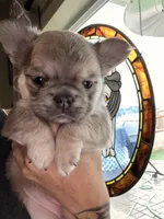 Willow, a female French Bulldog for sale in Murrieta, CA – Photo 2 of 10