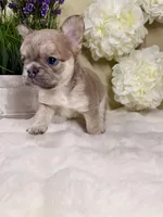 Willow, a female French Bulldog for sale in Murrieta, CA – Photo 6 of 10