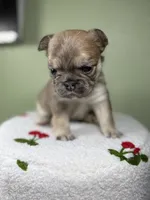 Willow, a female French Bulldog for sale in Murrieta, CA – Photo 9 of 10