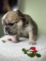 Willow, a female French Bulldog for sale in Murrieta, CA – Photo 8 of 10