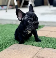 Clyde AKA Big Mac, a male French Bulldog for sale in Murrieta, CA – 3 of 8