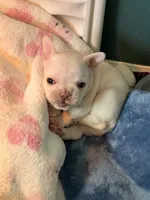 Samson, a male French Bulldog for sale in Murrieta, CA – 5 of 7
