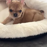 Teton, a male French Bulldog for sale in Murrieta, CA – Photo 8 of 10