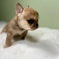 Teton, a male French Bulldog for sale in Murrieta, CA – Photo 7 of 10