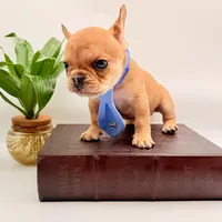 Teton, a male French Bulldog for sale in Murrieta, CA – Photo 2 of 10