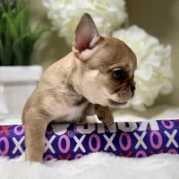 Teton, a male French Bulldog for sale in Murrieta, CA – Photo 6 of 10