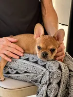 Teton, a male French Bulldog for sale in Murrieta, CA – Photo 10 of 10