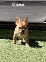 Teton, a male French Bulldog for sale in Murrieta, CA – Photo 9 of 10