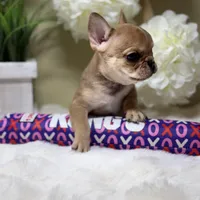 Teton, a male French Bulldog for sale in Murrieta, CA – Photo 5 of 10