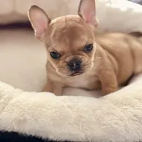 Teton, a male French Bulldog for sale in Murrieta, CA – Photo 4 of 10