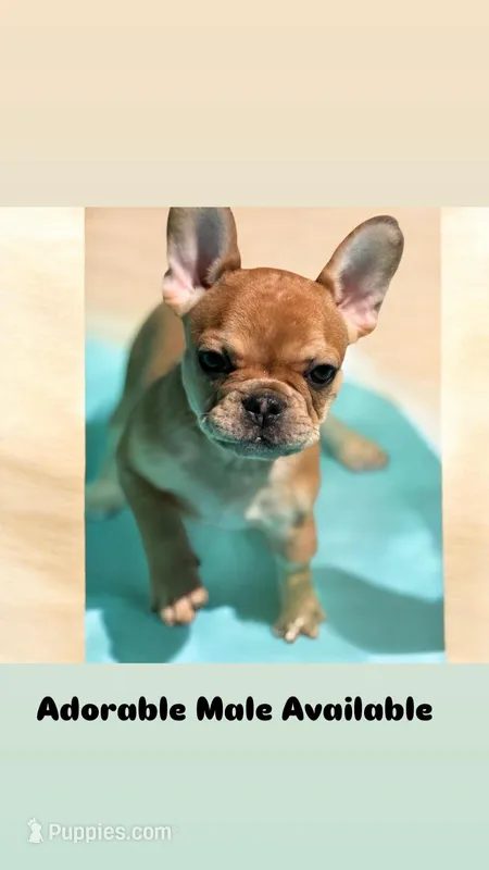 Teton – French Bulldog puppy for sale in Murrieta, CA