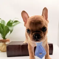 Teton, a male French Bulldog for sale in Murrieta, CA – Photo 3 of 10