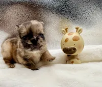 Dutchess, a female French Bulldog for sale in Murrieta, CA – 2 of 6