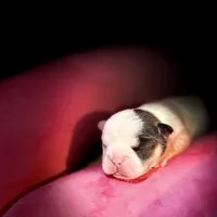 processed/06320814-b83f-4c34-88eb-7f963a0bea77/listing/9c727b28-c89c-4535-82d6-32dc37d18c41/230a691a-fd7b-4243-8af1-429f05c4e33d