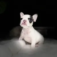 processed/06320814-b83f-4c34-88eb-7f963a0bea77/listing/9c727b28-c89c-4535-82d6-32dc37d18c41/2bf0f824-f52d-4e0b-8537-8de3fc4ca107