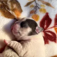 processed/06320814-b83f-4c34-88eb-7f963a0bea77/listing/9c727b28-c89c-4535-82d6-32dc37d18c41/3de04aaa-e661-415d-9461-91b025b6ce52