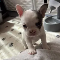 processed/06320814-b83f-4c34-88eb-7f963a0bea77/listing/9c727b28-c89c-4535-82d6-32dc37d18c41/9ce69890-1f00-447b-aba1-e12ec475d9f0