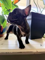 Bonnie , a female French Bulldog for sale in Murrieta, CA – 5 of 8