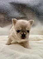 Royal, a female French Bulldog for sale in Murrieta, CA – 4 of 6