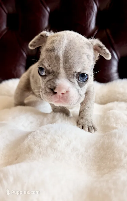 Delilah – French Bulldog puppy for sale in Murrieta, CA