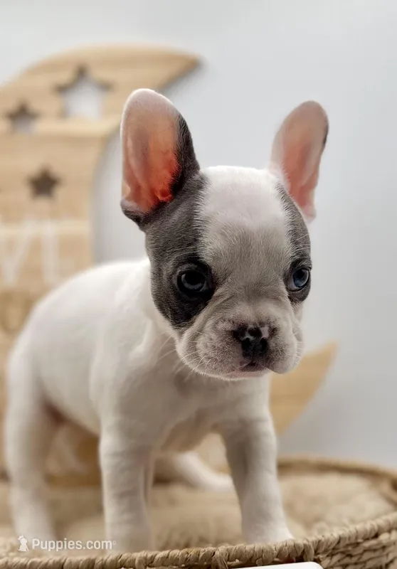 DeDe – French Bulldog puppy for sale in Murrieta, CA