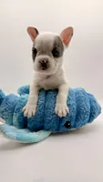 DeDe, a female French Bulldog for sale in Murrieta, CA – Photo 5 of 7