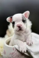 DeDe, a female French Bulldog for sale in Murrieta, CA – Photo 1 of 7