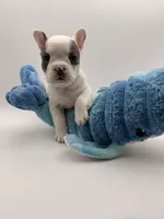 DeDe, a female French Bulldog for sale in Murrieta, CA – Photo 7 of 7