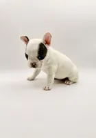 DeDe, a female French Bulldog for sale in Murrieta, CA – Photo 6 of 7