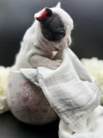 DeDe, a female French Bulldog for sale in Murrieta, CA – Photo 2 of 7