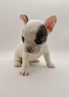 DeDe, a female French Bulldog for sale in Murrieta, CA – Photo 4 of 7