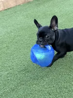 Pepe Lepew , a male French Bulldog for sale in Murrieta, CA – 4 of 4