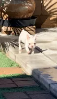 Samson, a male French Bulldog for sale in Murrieta, CA – 7 of 7