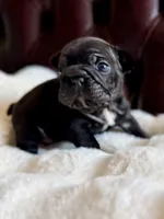Clyde AKA Big Mac, a male French Bulldog for sale in Murrieta, CA – 1 of 6