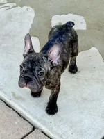 Bonnie , a female French Bulldog for sale in Murrieta, CA – 7 of 8