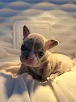 Delilah, a female French Bulldog for sale in Murrieta, CA – 2 of 8
