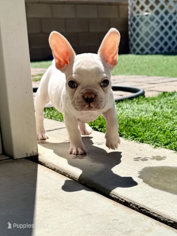 Samson – French Bulldog puppy for sale in Murrieta, CA