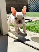 Samson, a male French Bulldog for sale in Murrieta, CA – 8 of 9