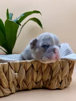 Delilah, a female French Bulldog for sale in Murrieta, CA – 7 of 8