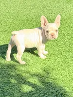 Samson, a male French Bulldog for sale in Murrieta, CA – 6 of 7
