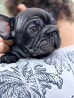 Clyde AKA Big Mac, a male French Bulldog for sale in Murrieta, CA – 2 of 8