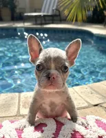 Delilah, a female French Bulldog for sale in Murrieta, CA – 6 of 8