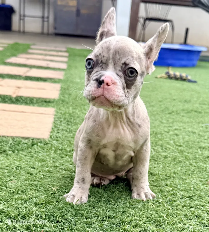 Delilah – French Bulldog puppy for sale in Murrieta, CA