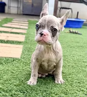Delilah, a female French Bulldog for sale in Murrieta, CA – 7 of 8