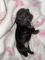 Clyde AKA Big Mac, a male French Bulldog for sale in Murrieta, CA – 3 of 6