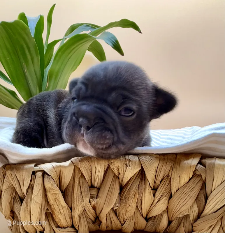 Bonnie  – French Bulldog puppy for sale in Murrieta, CA