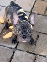 Bonnie , a female French Bulldog for sale in Murrieta, CA – 8 of 8