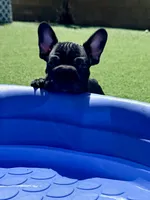 Clyde AKA Big Mac, a male French Bulldog for sale in Murrieta, CA – 8 of 8