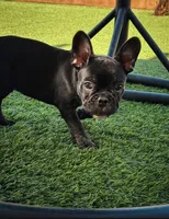 Pepe Lepew , a male French Bulldog for sale in Murrieta, CA – 3 of 4