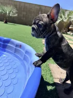 Bonnie , a female French Bulldog for sale in Murrieta, CA – 8 of 8